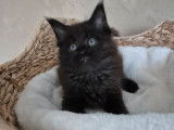 1 chaton m&acirc;le Maine Coon noir LOOF de novembre 2025 &agrave; vendre