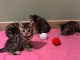 &Agrave; r&eacute;server, 4 chatons Bengals LOOF d&rsquo;octobre 2025