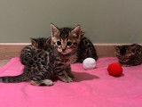 &Agrave; r&eacute;server, 4 chatons Bengals LOOF d&rsquo;octobre 2025