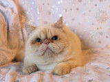 Chaton m&acirc;le Exotic Shorthair LOOF n&eacute; en septembre 2025 &agrave; vendre