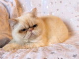 Chaton m&acirc;le Exotic Shorthair LOOF n&eacute; en septembre 2025 &agrave; vendre