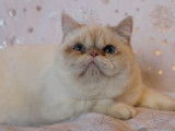 Chaton m&acirc;le Exotic Shorthair LOOF n&eacute; en septembre 2025 &agrave; vendre