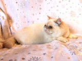 Chaton m&acirc;le Exotic Shorthair LOOF n&eacute; en septembre 2025 &agrave; vendre