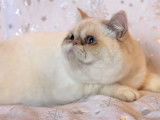 Chaton m&acirc;le Exotic Shorthair LOOF n&eacute; en septembre 2025 &agrave; vendre