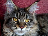Chatonne Maine Coon LOOF disponible