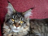 Chatonne Maine Coon LOOF disponible