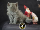 2 chatons Selkirk Rex Longhairs LOOF n&eacute;s en novembre 2025 &agrave; r&eacute;server