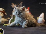 2 chatons Selkirk Rex Longhairs LOOF n&eacute;s en novembre 2025 &agrave; r&eacute;server
