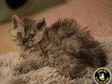 2 chatons Selkirk Rex Longhairs LOOF n&eacute;s en novembre 2025 &agrave; r&eacute;server