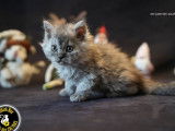 2 chatons Selkirk Rex Longhairs LOOF n&eacute;s en novembre 2025 &agrave; r&eacute;server