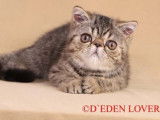 R&eacute;servation ouverte pour nos chatons Exotic Shorthairs LOOF n&eacute;s en ao&ucirc;t 2025