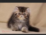 R&eacute;servation ouverte pour nos chatons Exotic Shorthairs LOOF n&eacute;s en ao&ucirc;t 2025