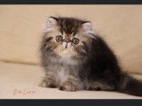 R&eacute;servation ouverte pour nos chatons Exotic Shorthairs LOOF n&eacute;s en ao&ucirc;t 2025