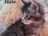5 chatons Maine Coons LOOF &agrave; r&eacute;server, n&eacute;s en novembre 2025