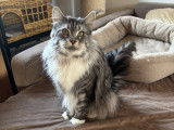 Femelle Maine Coon adulte LOOF n&eacute;e en janvier 2022 &agrave; vendre