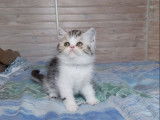 R&eacute;servation ouverte pour 3 chatons m&acirc;les Exotic Shorthairs LOOF de octobre 2025