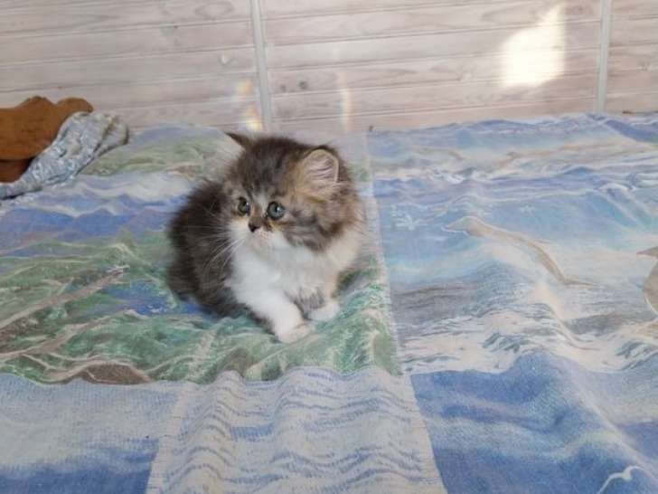 Chaton Persan mâle LOOF à vendre, né en octobre 2025