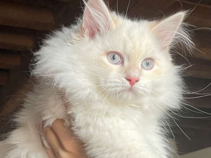 Réservation ouverte pour 3 chatons Sibériens Neva Masquerade LOOF nés en août 2025