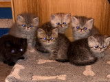 5 chatons Exotic Shorthairs LOOF n&eacute;s en novembre 2025 &agrave; r&eacute;server