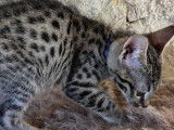 Chaton Savannah F5 LOOF mâle né en août 2025, à vendre