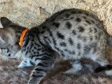 Chaton Savannah F5 LOOF mâle né en août 2025, à vendre