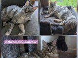 3 chatons Maine Coons LOOF n&eacute;s en mai 2025 &agrave; vendre