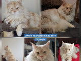 3 chatons Maine Coons LOOF n&eacute;s en mai 2025 &agrave; vendre