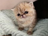 Chatonnes Exotic Shorthair &agrave; vendre