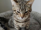 Chaton crois&eacute; Bengal &agrave; vendre
