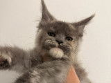 Chatonne Maine Coon LOOF n&eacute;e en ao&ucirc;t 2025 &agrave; vendre