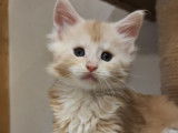 2 chatonnes Maine Coons LOOF femelles à réserver