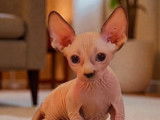 2 chatons Sphynx LOOF &agrave; r&eacute;server