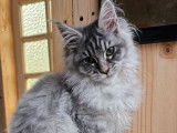 &Agrave; vendre, 8 chatons Maine Coons LOOF