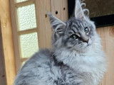 &Agrave; vendre, 8 chatons Maine Coons LOOF