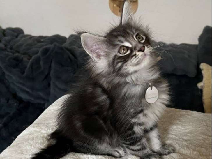 4 chatons Maine Coons LOOF mâles nés en octobre 2025 à réserver