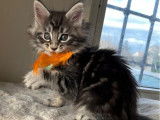 4 chatons Maine Coons LOOF mâles nés en octobre 2025 à réserver