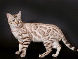 Chat Bengal LOOF seal silver lynx tabby point confirm&eacute; disponible pour saillie