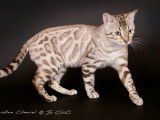 Chat Bengal LOOF seal silver lynx tabby point confirm&eacute; disponible pour saillie