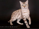 Chat Bengal LOOF seal silver lynx tabby point confirm&eacute; disponible pour saillie