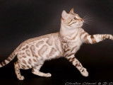 Chat Bengal LOOF seal silver lynx tabby point confirm&eacute; disponible pour saillie