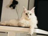 Chaton femelle Maine Coon LOOF shaded n&eacute;e en 2025 disponible &agrave; la vente