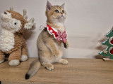 3 chatons British Shorthairs LOOF nés en août 2025 à vendre