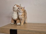 3 chatons British Shorthairs LOOF nés en août 2025 à vendre