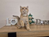 3 chatons British Shorthairs LOOF nés en août 2025 à vendre