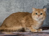 3 chatons British Shorthairs LOOF nés en août 2025 à vendre