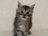 Chatonne Maine Coon LOOF n&eacute;e en octobre 2025 &agrave; r&eacute;server