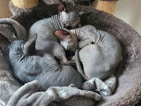6 chatons Sphynx LOOF n&eacute;s en septembre 2025 &agrave; r&eacute;server