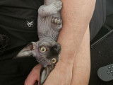 6 chatons Sphynx LOOF n&eacute;s en septembre 2025 &agrave; r&eacute;server