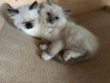 2 chatons m&acirc;les Ragdoll LOOF n&eacute;s en novembre 2025 &agrave; r&eacute;server
