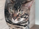 Chaton Bengal LOOF m&acirc;le disponible d&egrave;s maintenant